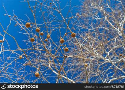 Seeds of sycamore with blue sky on background