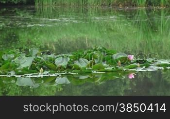 Seerosenteich mit Ufer und Wasservogel, BlSsshuhn