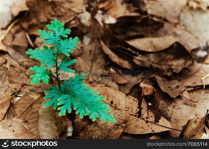 Selaginella willdenowii or Willdenow&rsquo;s spikemoss or Peacock fern on dry leaves background in tropical forest