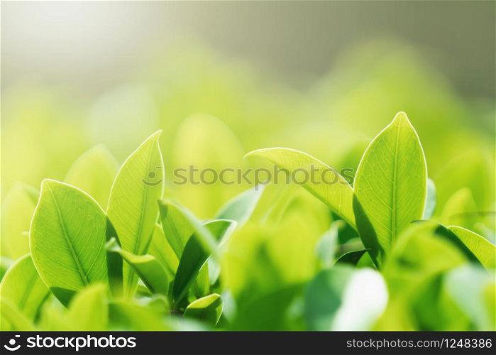 select focus green leaf with sunshine background