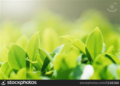 select focus green leaf with sunshine background