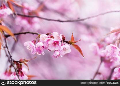 selected focus on the close-up of Cherry blossoms in full bloom, in blur of pink flower on background