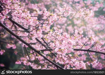 selected focus on the close-up of Cherry blossoms in full bloom, in blur of pink flower on background