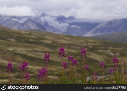 Selected focus on wildflowers in bloom along Haines Highway with snow and fog of St. Elias Mountain Range behind. Copy space on horizontal image.