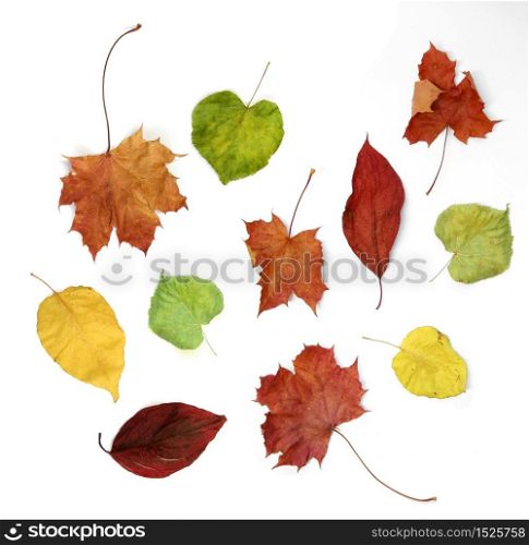 Selection of colorful autumn leaves on white background
