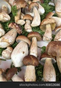 Selection of freshly foraged wild mushrooms