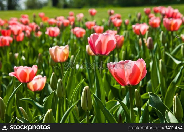 Selection of tulips filled by the sun. All flowers have turned heads to light