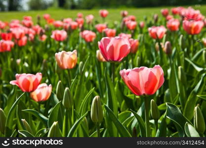 Selection of tulips filled by the sun. All flowers have turned heads to light