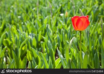 Selection of tulips filled by the sun. All flowers have turned heads to light