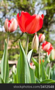 Selection of tulips filled by the sun. All flowers have turned heads to light