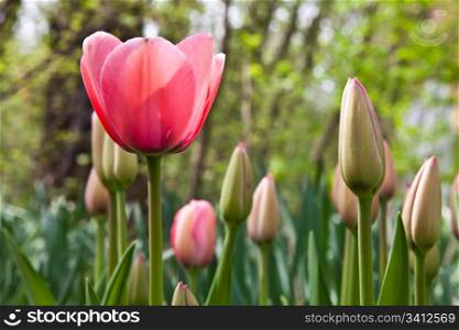 Selection of tulips filled by the sun. All flowers have turned heads to light