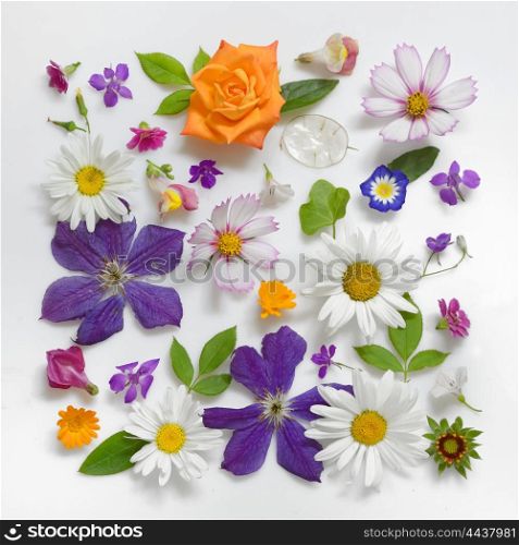 Selection of Various Flowers Isolated on White Background