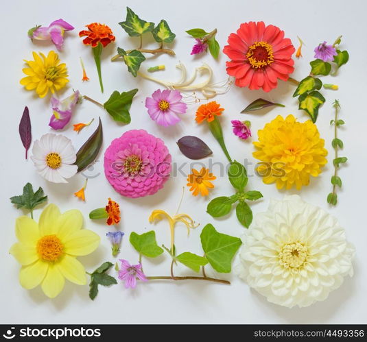 Selection of Various Flowers Isolated on White Background