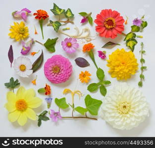 Selection of Various Flowers Isolated on White Background