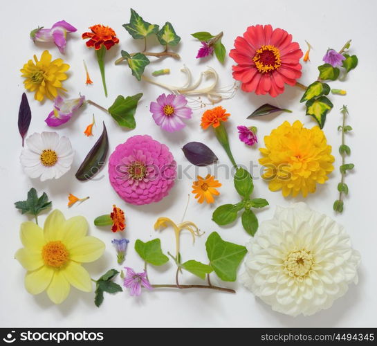 Selection of Various Flowers Isolated on White Background