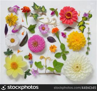 Selection of Various Flowers Isolated on White Background