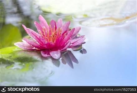 Selective focus at pollen of pink waterlily or lotus flower is blooming in pond with morning soft sunlight on surface
