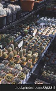 Selective focus at Rainbow hedgehog cactus group with many Mammillaria and Astrophytum cactus on shelf display for sale in plant shop at outdoor market