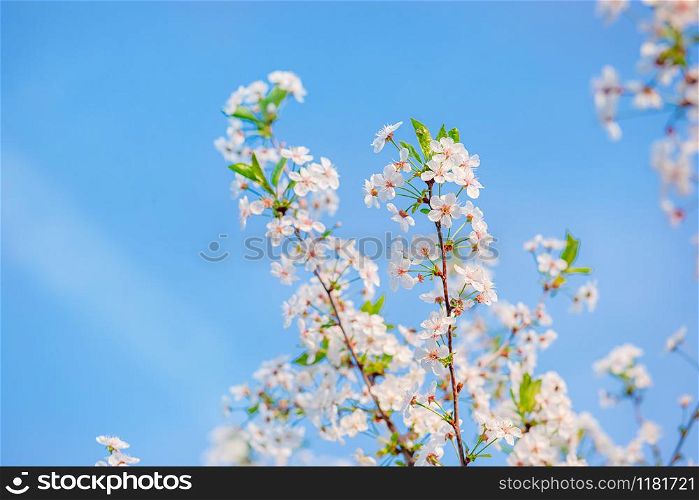 Selective focus beautiful cherry blossom garden against blue sky. Blurred background place for text.. Selective focus beautiful cherry blossom garden against blue sky.
