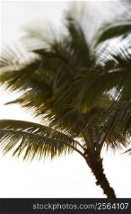 Selective focus close-up of palm tree in Maui, Hawaii, USA.