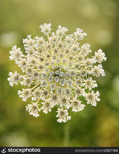 Selective focus close-up of queen anne&acute;s lace growing in Tuscany, Italy.