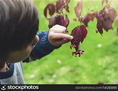 Selective focus kidholding maples brancehes with mini beasts climbing on red leaves,little boy with showing wild tiny insect on Autumn leaf, Child explorer and learning about wild nature in Autumn outdoor
