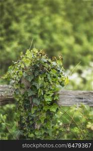 Selective focus landscape image of fence post covered with ivy i. Shallow depth of field landscape image of fence post covered with ivy in countryside