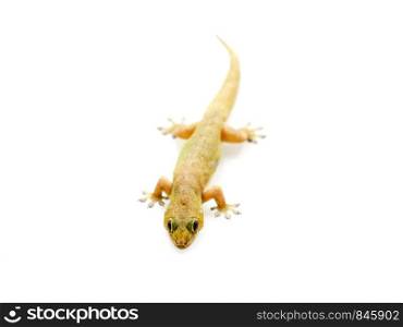 Selective focus lizard isolated on white background.