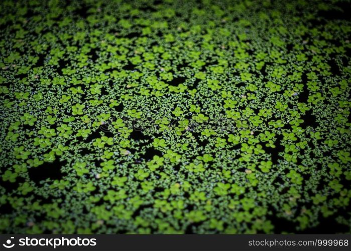 Selective focus of a green duckweed in the natural river.
