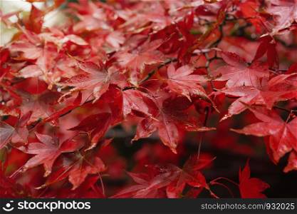 Selective focus of branches of Japaness red maple tree with rain drops in the morning, Red Autumn leaves with water drops after rain, Fresh natural background in Autumn forest.