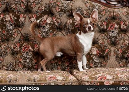 selective focus of cute dog on stylish couch in apartment. The background is classic sofa. selective focus of cute dog on stylish couch in apartment. The background is classic sofa.