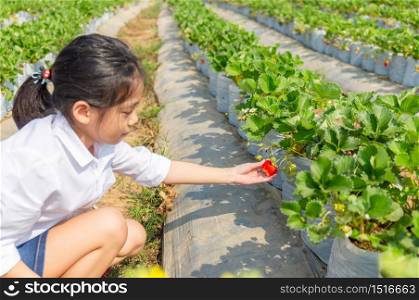 Selective focus of Happy girl child picking fresh red organic strawberries in the garden