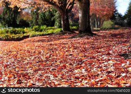 Selective focus of leaves on ground with trees in background