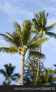Selective focus of palm trees against blue sky in Maui, Hawaii, USA.