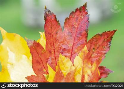 Selective focus of red,orange,yellow leaves with blurry background, Colorful of Autumn leaves with blurry background of green bokeh