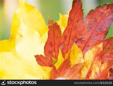 Selective focus of red, orange, yellow maple leaves with blurry background, Colorful of Autumn leaves with blurry background of green bokeh