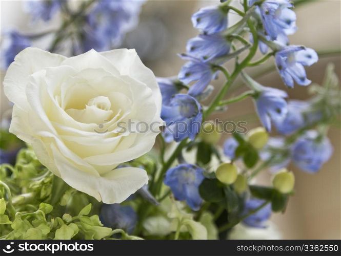 Selective focus on a single white rose blossom, clean and exquisite, surrounded by floral greens and blues