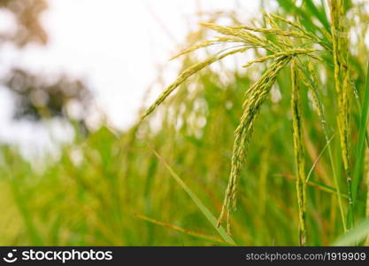Selective focus on ear of rice. Green paddy field. Rice plantation. Organic jasmine rice farm in Asia. Rice growing agricultural farm. Beautiful nature of farmland. Paddy field. Plant cultivation.