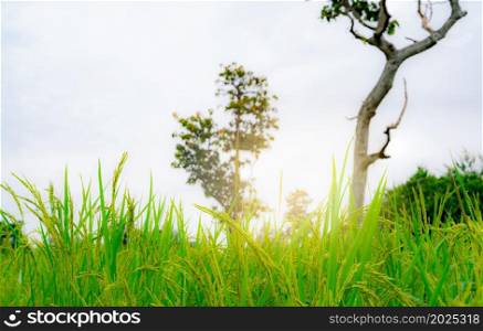 Selective focus on ear of rice. Green paddy field. Rice plantation. Organic rice farm in Asia. Rice price in the world market concept. Beautiful nature of farm land. Paddy field. Plant cultivation.