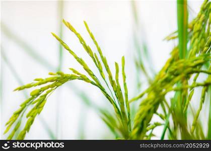 Selective focus on ear of rice. Organic rice farm in Asia. Rice price in the world market concept. Plant cultivation. Research and development rice cultivars for the sustainable agricultural system.