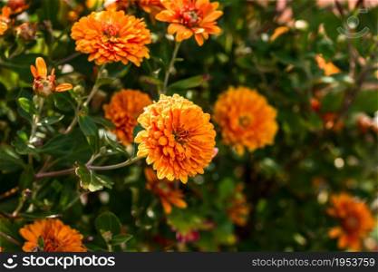 Selective focus on floral background wallpaper with Chrysanthemum flowers, colorful autumn Mums