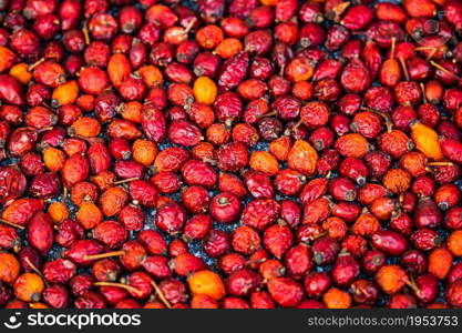 Selective focus on freshly picked rose hips fruits isolated. Background of red rose hip fruits.