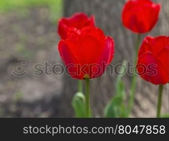 Selective focus on front red tulip in shallow depth of field to emphasize spring beauty metaphor. Location is Chicago suburb in Illinois in America&rsquo;s Midwest region.