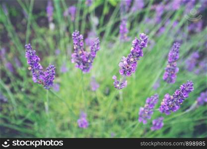 Selective focus on lavender flower in flower garden - lavender flowers.