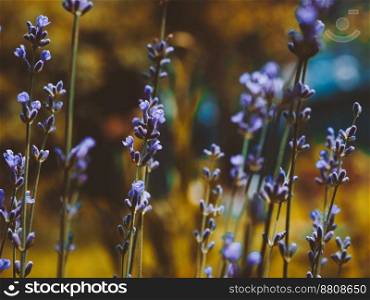 Selective focus on lavender flower in the golden autumn garden. Close up beautiful flowers.