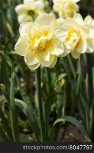 Selective focus on single, yellow daffodil in grouping of flowers. Vertical image with copy space below. Location is Chicago suburb in Illinois, America&rsquo;s Midwest in May.