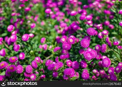Selective focus on the pink, purple, magenta, violet color flower blooming in the garden with blurred background. Vibrant dahlia flower blossom on sunny day.