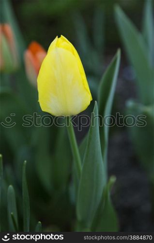 Selective focus one pale yellow tulip in spring with orange flowers behind. Shallow depth of field emphasizes single blossom. Location is America&rsquo;s Midwest, Chicago area.