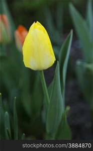 Selective focus one pale yellow tulip in spring with orange flowers behind. Shallow depth of field emphasizes single blossom. Location is America&rsquo;s Midwest, Chicago area.