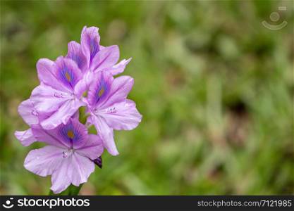 Selective focus purple Water hyacinth flower in green background.